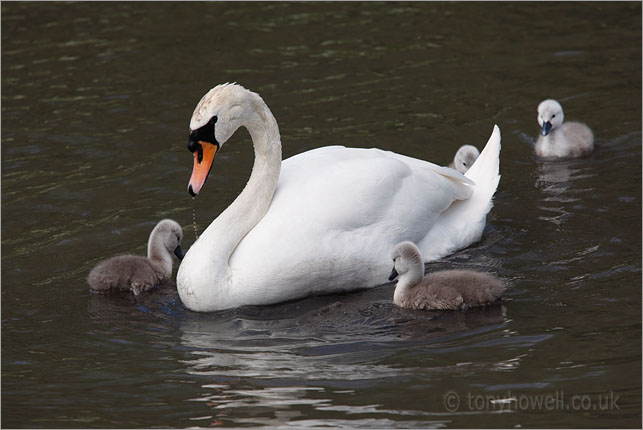 Swan and Cygnets