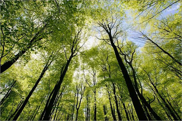 Beech Trees