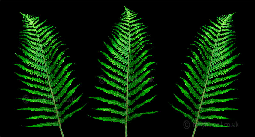 Three Green Ferns