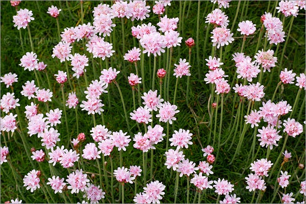 Thrift, Sea Pinks