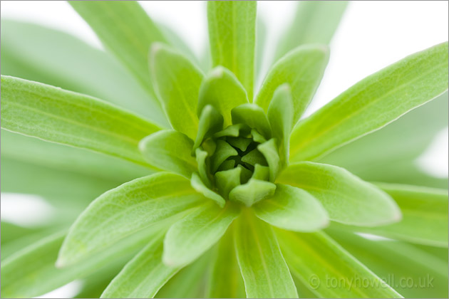 Toadflax Stem