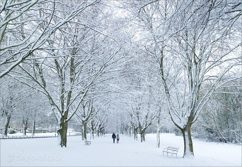Trees, Clifton Promenade, Snow