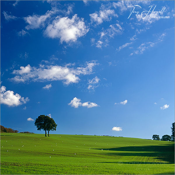 Trees, Coaley, The Cotswolds