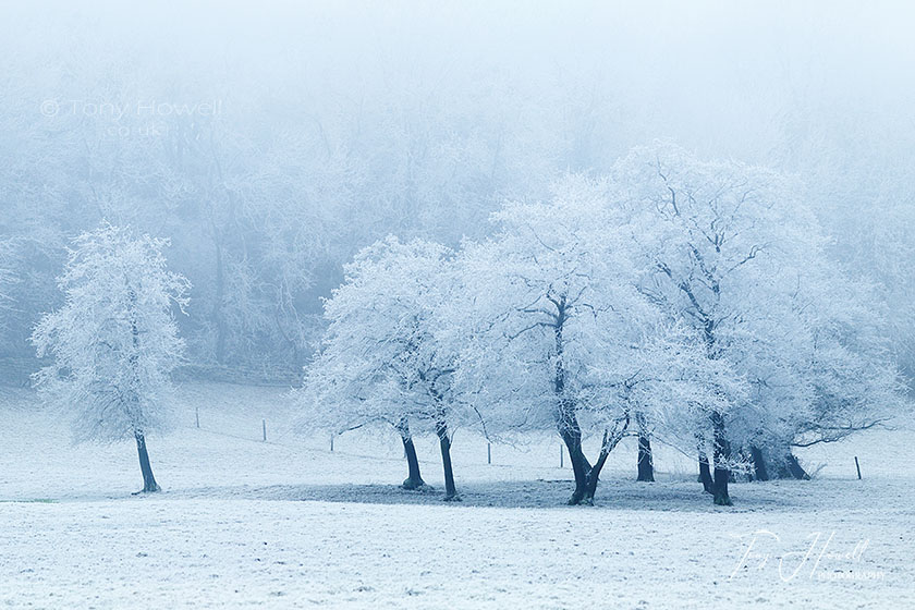 Trees, Hoar Frost