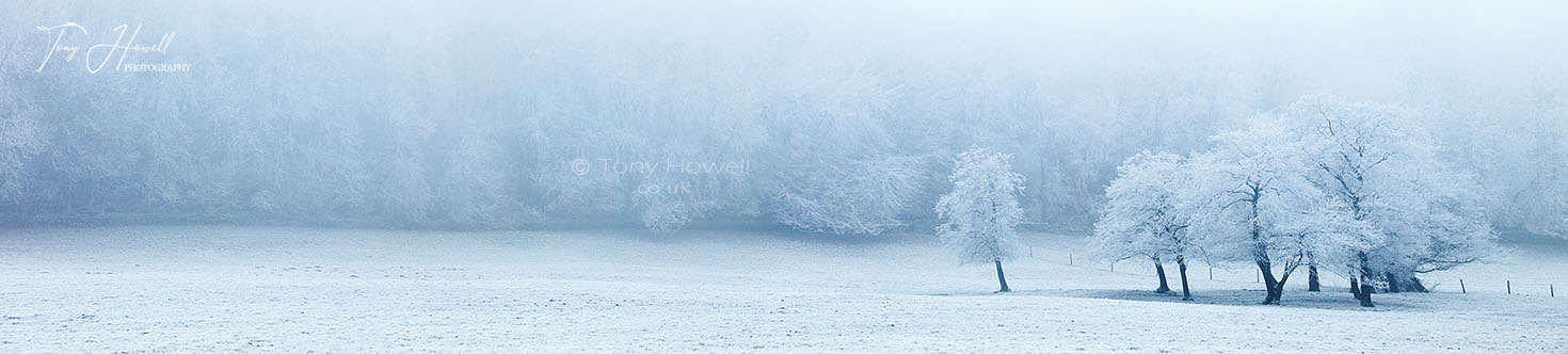 Trees, Hoar Frost