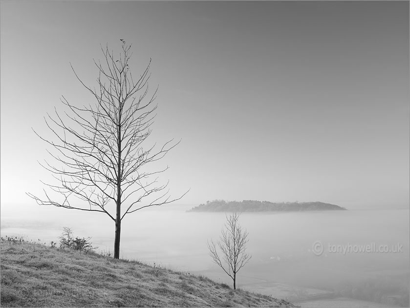 Trees, Mist, Polden Hills