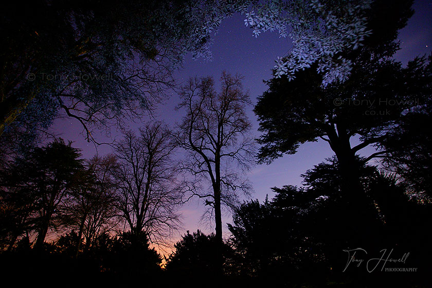 Trees, Stars