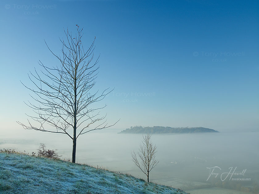 Trees in Mist