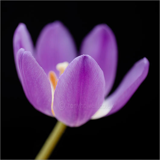 Tulip