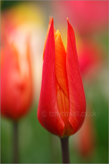 Tulip Ballerina