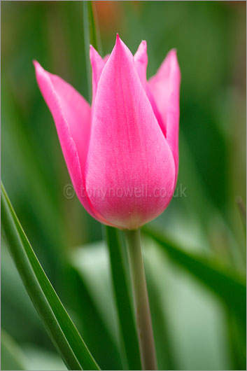 Tulip China Pink