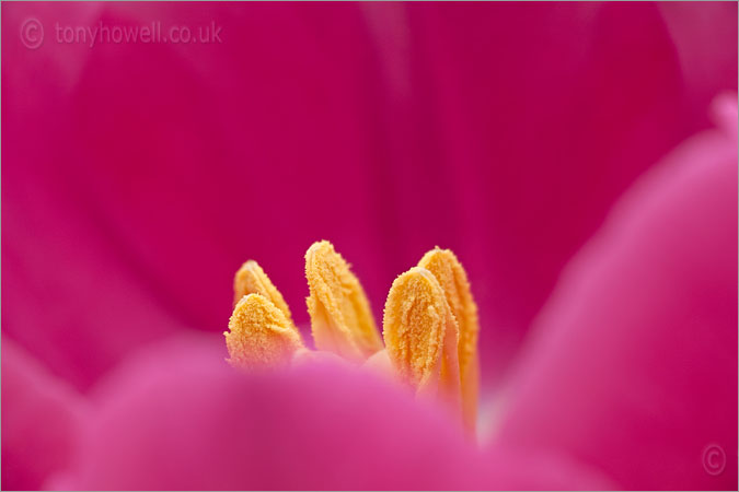 Tulip, Pink