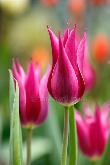 Tulips