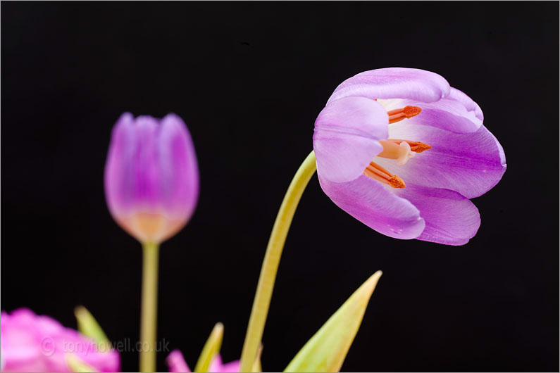 Tulips