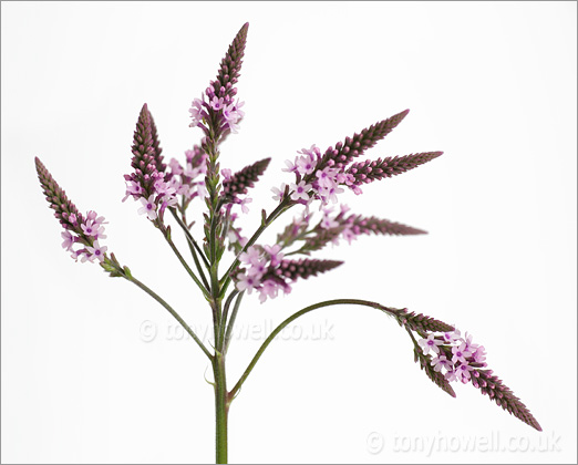 Verbena hastata