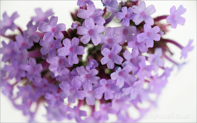 Verbena bonariensis