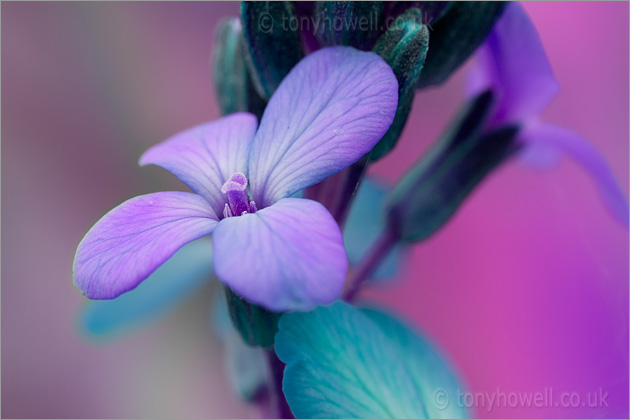 Purple Wallflower