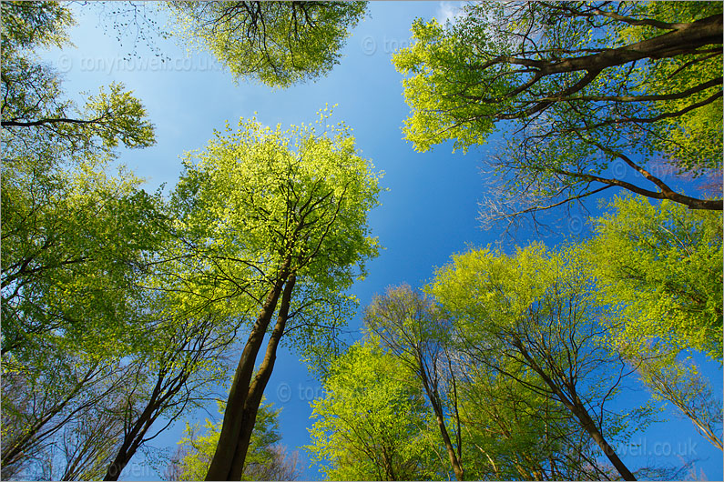 Beech Trees, Spring