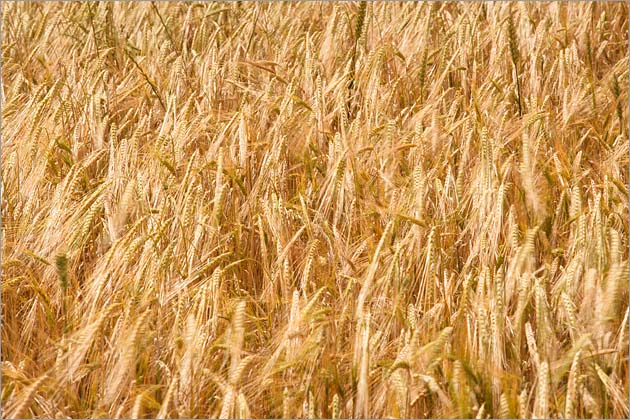 Wheat Field