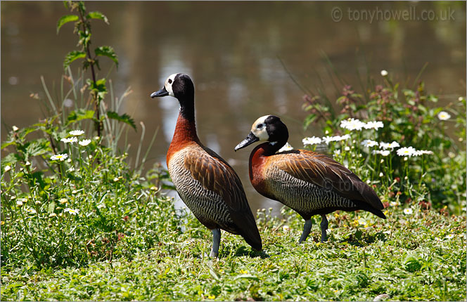 Whistling Ducks