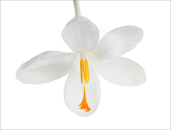 White Crocus