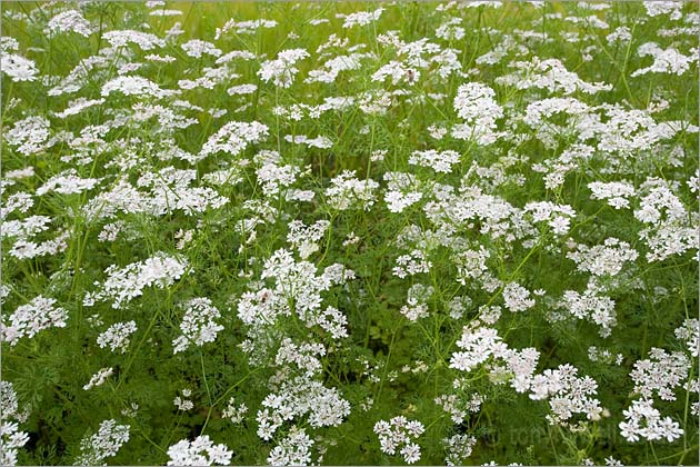 White Flowers