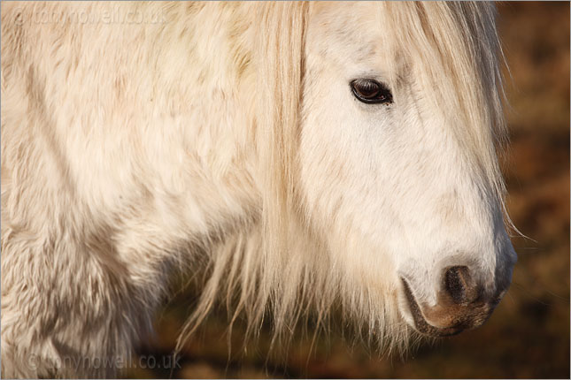 White Horse, Cheddar Gorge 