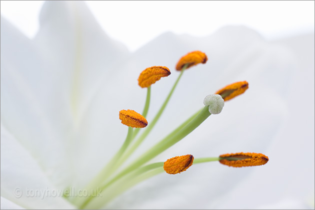 White Lily