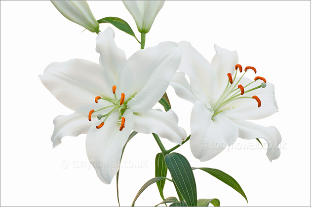 White Lily