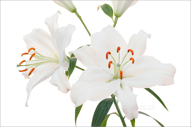 White Lily