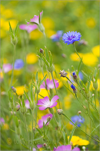 Wild Flowers, Cornflower