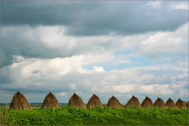  Willow drying