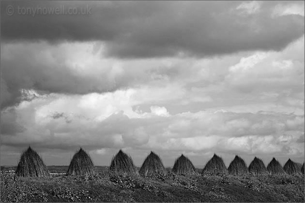 Willow drying