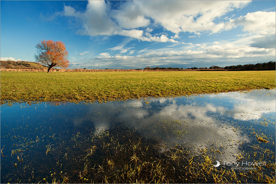 Willow Tree, Flooded Field, Winter