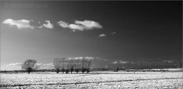 Willow Trees, Winter 