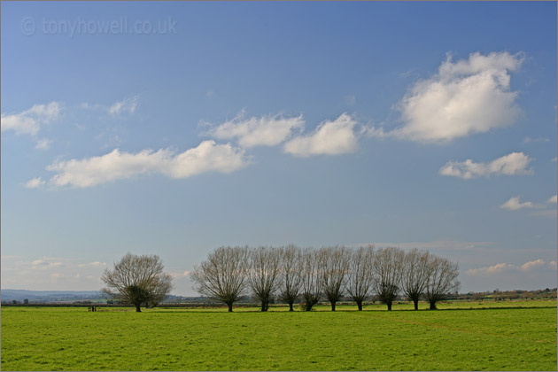  Willow Trees 