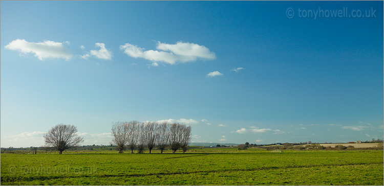 Willow Trees, Winter