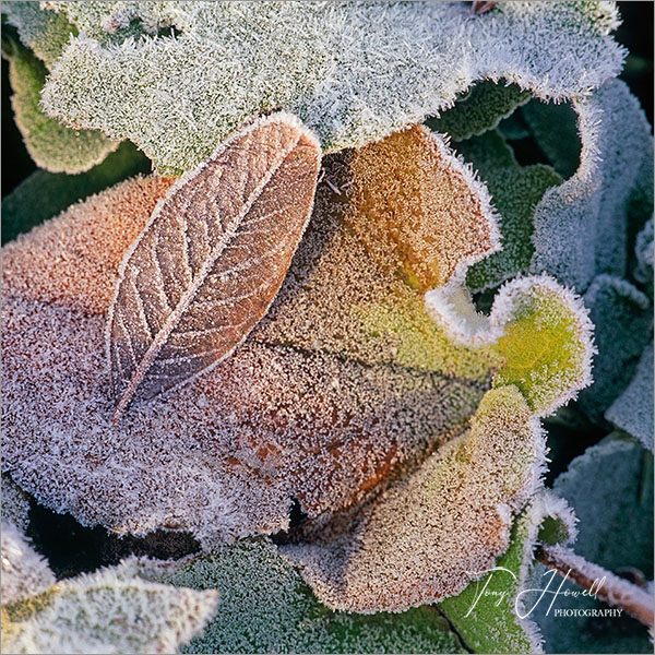 Winter Frosty Leaves