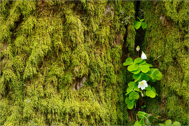 Wood Sorrel