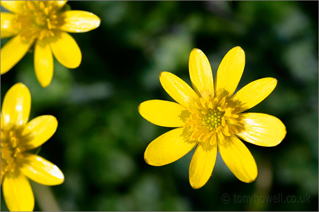 Yellow Celandines