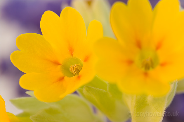 Yellow Cowslip Flowers