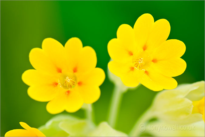 Yellow Cowslip Flowers