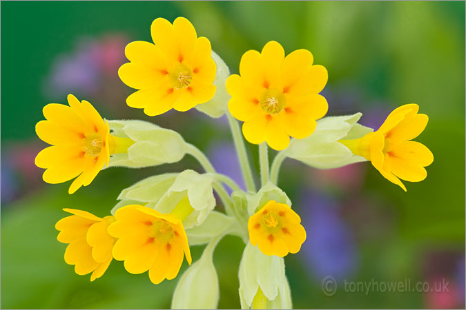 Yellow Cowslip Flowers 