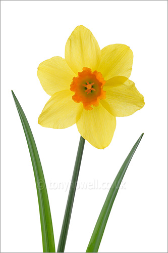 Daffodil