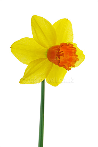 Daffodil