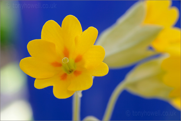 Yelow Cowslip Flower