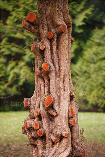 Yew Tree