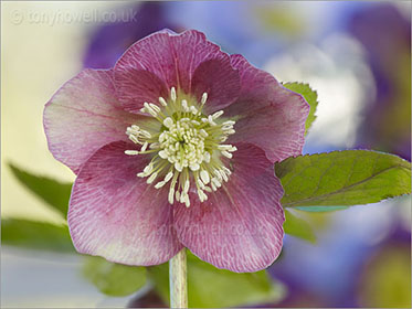 Hellebore