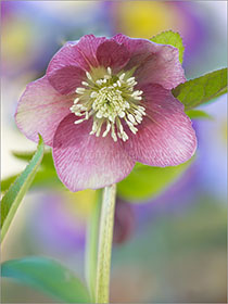 Hellebore