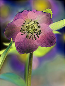 Hellebore